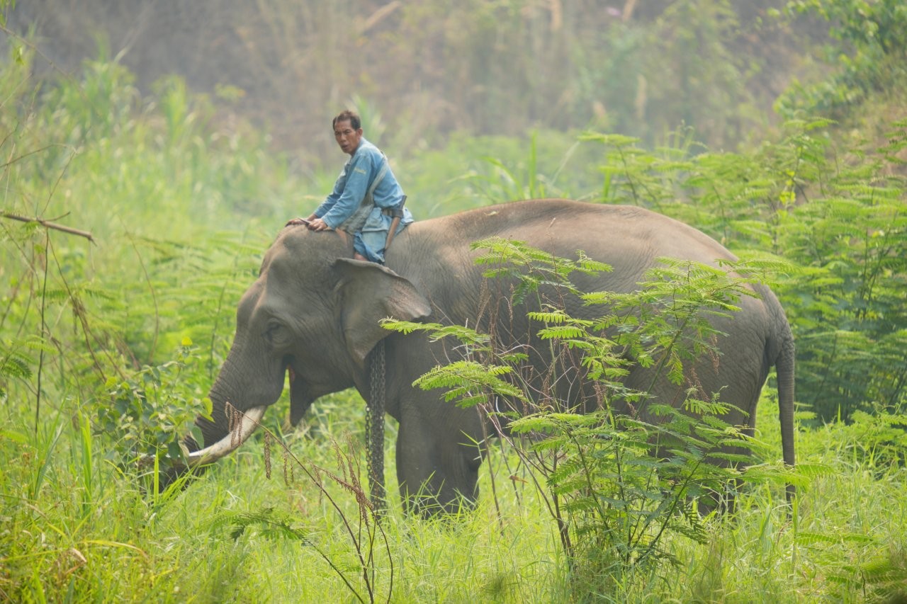 elephant-and-rider-walking-in-a-grassy-field-2026-03-18-07-10-30-utc